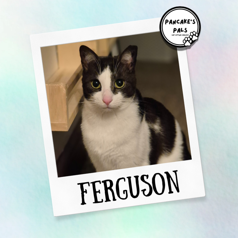 White and black cat named Ferguson sitting in a playful pose.
