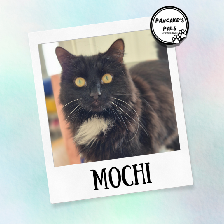 Black and white cat named Mitzy, wearing a pink collar, with bright green eyes.