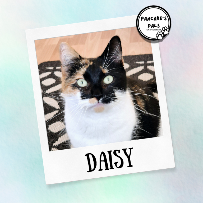 Black and white cat named Mitzy, wearing a pink collar, with bright green eyes.